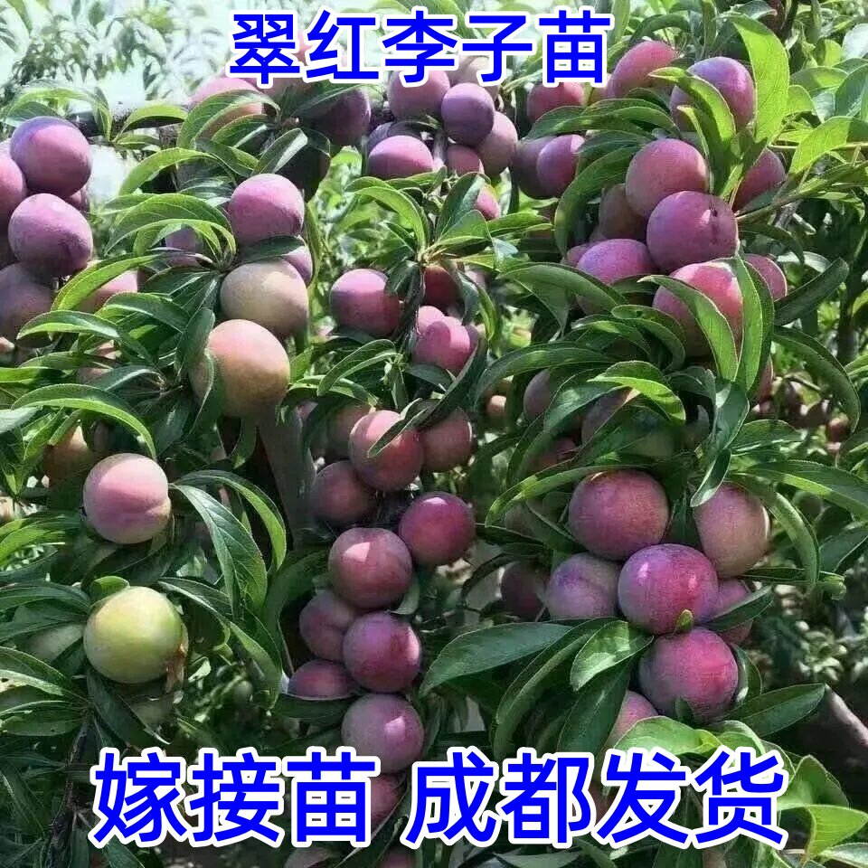 四川晚熟脆红李子树苗嫁接脱骨李子果树苗地栽盆栽南北方种植果苗图片
