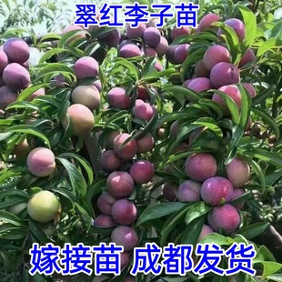 四川晚熟脆红李子树苗嫁接脱骨李子果树苗地栽盆栽南北方种植果苗
