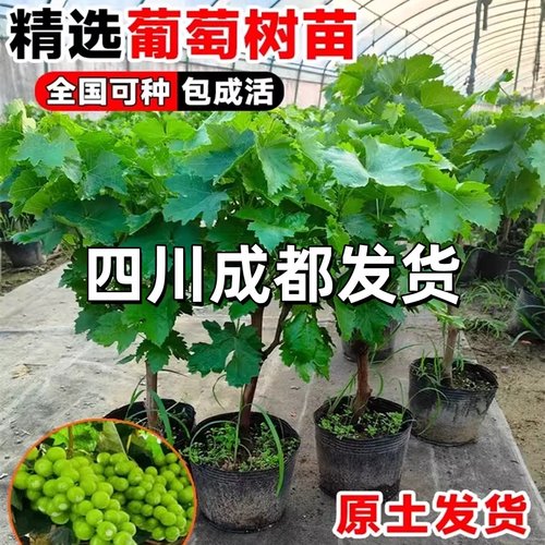 【2加仑盆】四川葡萄树苗玫瑰香妮娜皇后盆地栽庭院种植果树果苗