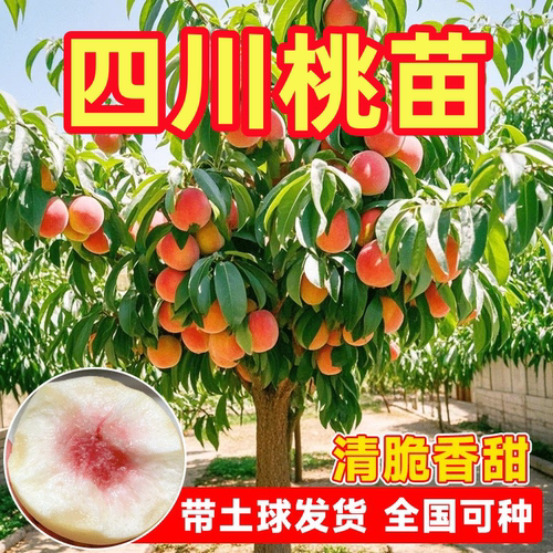 桃树苗嫁接苗大冬桃油桃黄桃树苗南方北方种植当年结果果树果苗