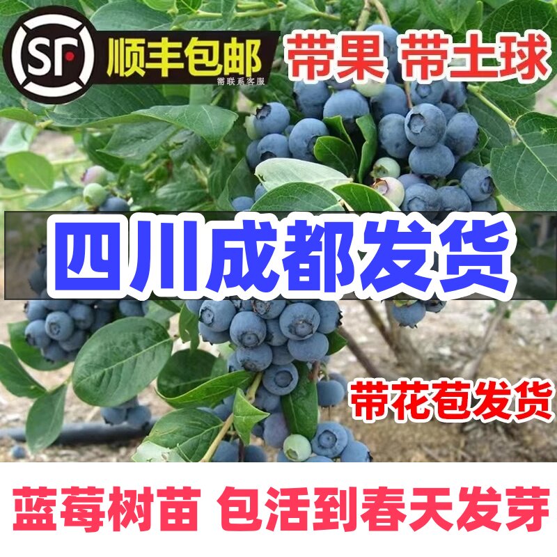 四川蓝莓树果苗喜来薄雾蓝莓苗南方北方盆栽地栽庭院种植果树果苗