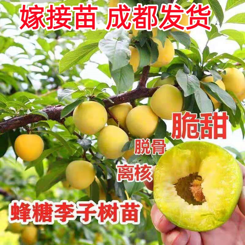四川李子苗蜂糖李子树苗特大耐寒脱骨南北方种植盆栽地栽果树果苗图片