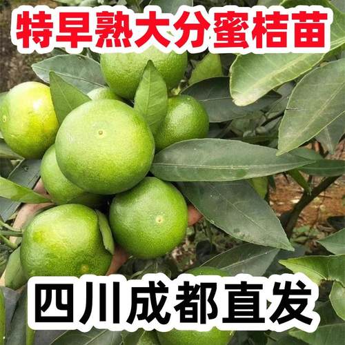 特早熟蜜桔苗大分桔子树大分四号青皮蜜橘桔子苗日南一号果树苗