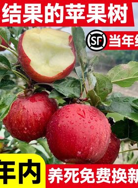 四川苹果树苗盆栽南北方种植冰糖心红富士苹果苗活苗矮化庭院果树