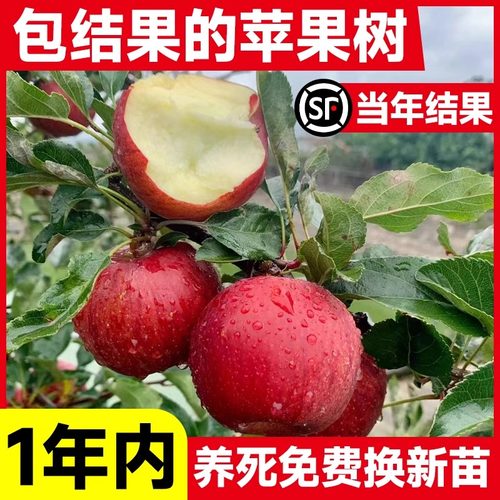 四川苹果树苗盆栽南北方种植冰糖心红富士苹果苗活苗矮化庭院果树