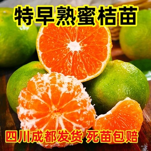 四川特早熟蜜桔树苗桔子树特大青皮蜜桔苗无核日南一号蜜桔地栽
