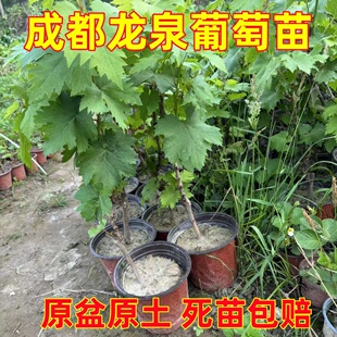 带盆发货】龙泉葡萄树苖巨峰阳光玫瑰葡苗盆栽地栽南北方庭院种植
