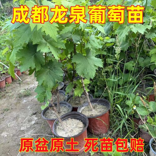 带盆发货】龙泉葡萄树苖巨峰阳光玫瑰葡苗盆栽地栽南北方庭院种植
