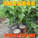 带盆发货 龙泉葡萄树苖巨峰阳光玫瑰葡苗盆栽地栽南北方庭院种植