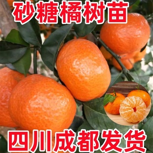 四川成都沙糖桔子树苗砂糖橘苗早熟嫁接柑橘苗果树果苗南北方种植