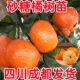 四川成都沙糖桔子树苗砂糖橘苗早熟嫁接柑橘苗果树果苗南北方种植