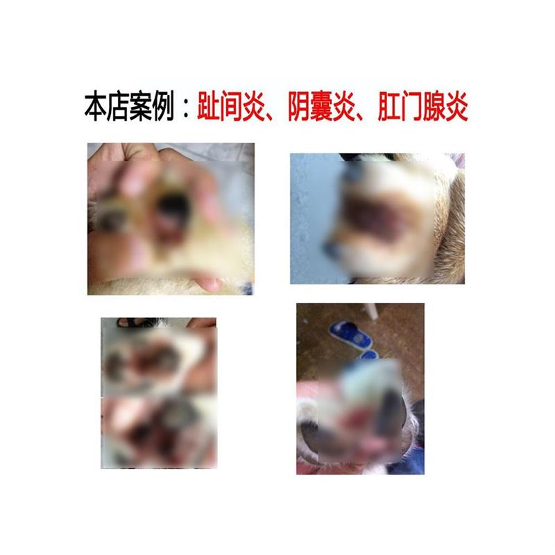 银宠康凝胶犬猫外伤狗狗阴囊炎肛门腺炎脓皮病烫伤用犬趾间炎皮肤