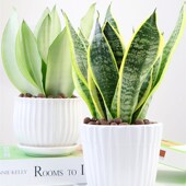 金边虎皮兰室内虎尾兰裸苗客厅吸甲醛大型四季 常青