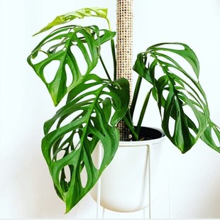 大巨洞龟背芋ME巨洞MA安德森开洞仙洞锦斜叶龟 多孔爬藤植物盆栽