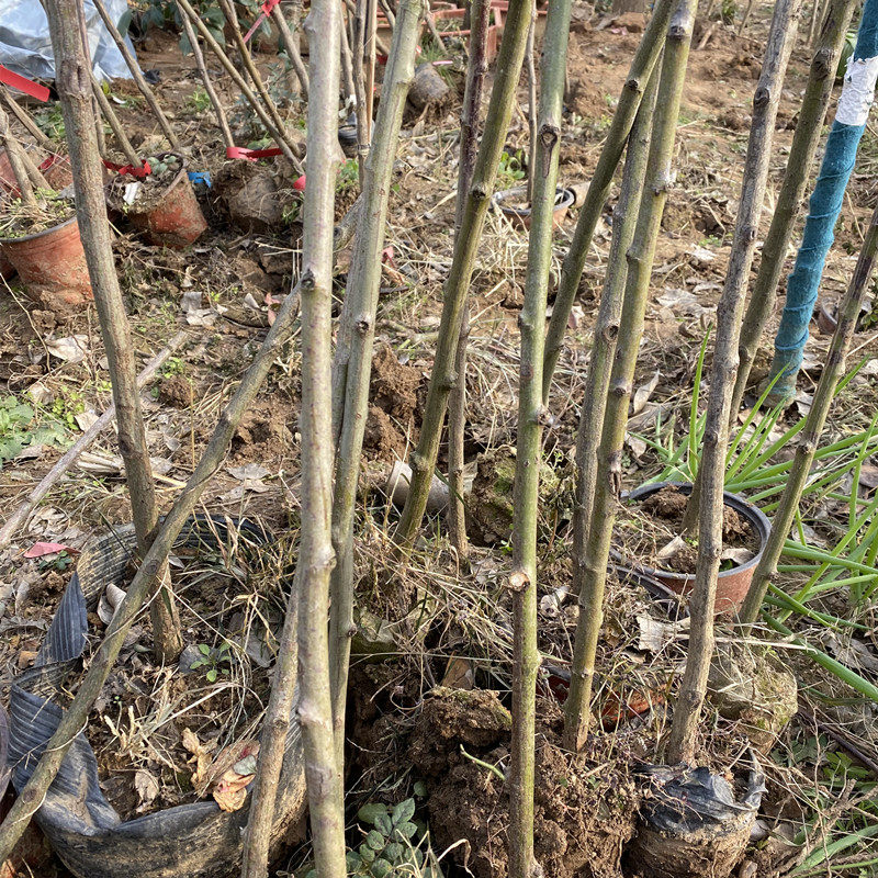 无刺蔷薇杆子带根树桩状月季嫁接砧木小棒棒糖随意嫁接