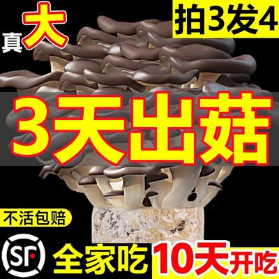 蘑菇种植包新鲜菌种植菌菇包黑平菇蘑菇可食用菌菇棒盆栽家庭自种