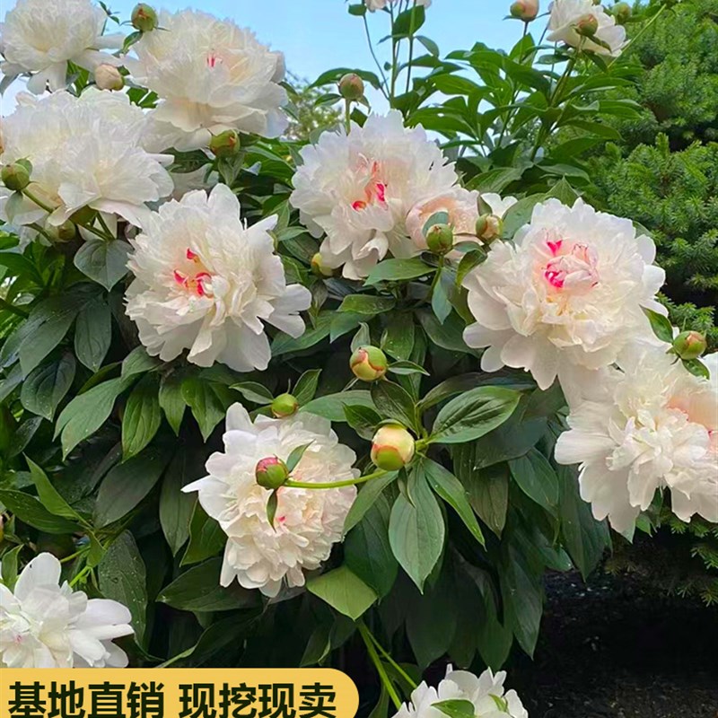 芍药花苗根块四季开花易活多年生带芽根块重瓣花卉阳台庭院种植。