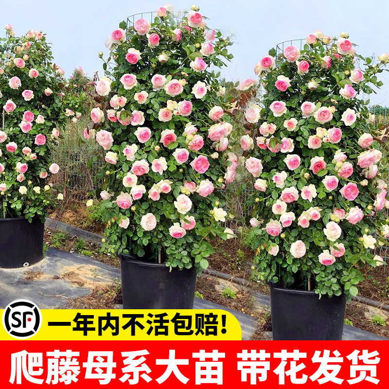 藤本月季蔷薇花苗特大浓香庭院爬藤植物花卉盆栽阳台玫瑰爬墙四季