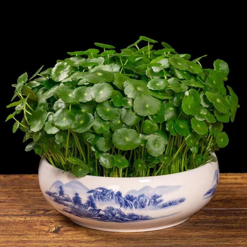 【兰兰专属超连结】铜钱草土培水培盆栽室内外花卉绿植大叶子植物