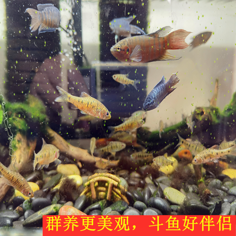 中国斗鱼伴侣条纹小?生红眼淡水观赏鱼中国斗鱼伴侣清澡鱼冷水鱼