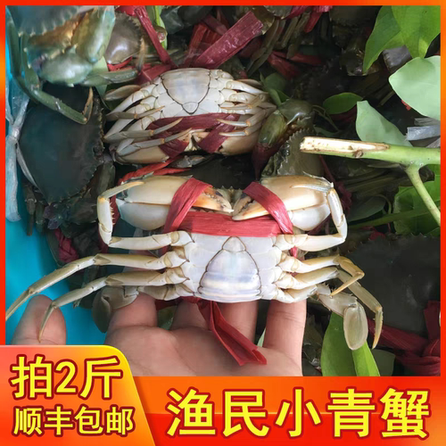 渔民抓小青蟹特价包顺丰