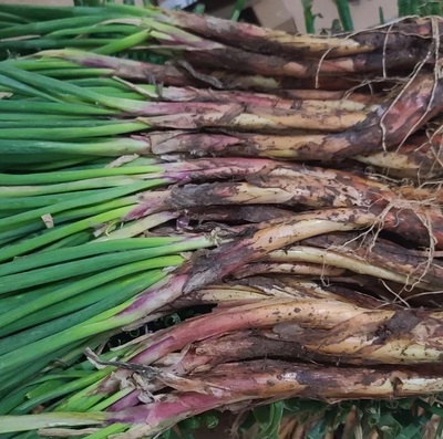 甘肃高山旱地红葱新鲜现挖发货