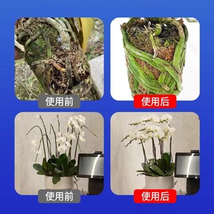 好康多日本进口兰花肥料专用肥君子兰春兰惠兰建兰墨兰颗粒缓释肥