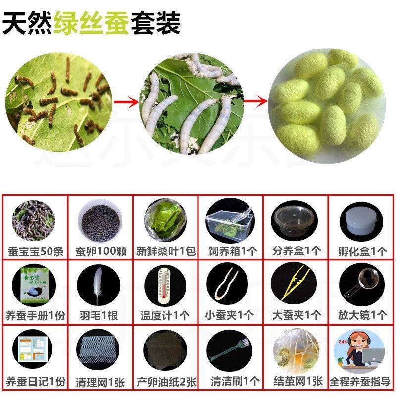 极速蚕宝宝学生养蚕套装齐全。孵化盒小蚕蚕卵五颜六色养殖包邮套