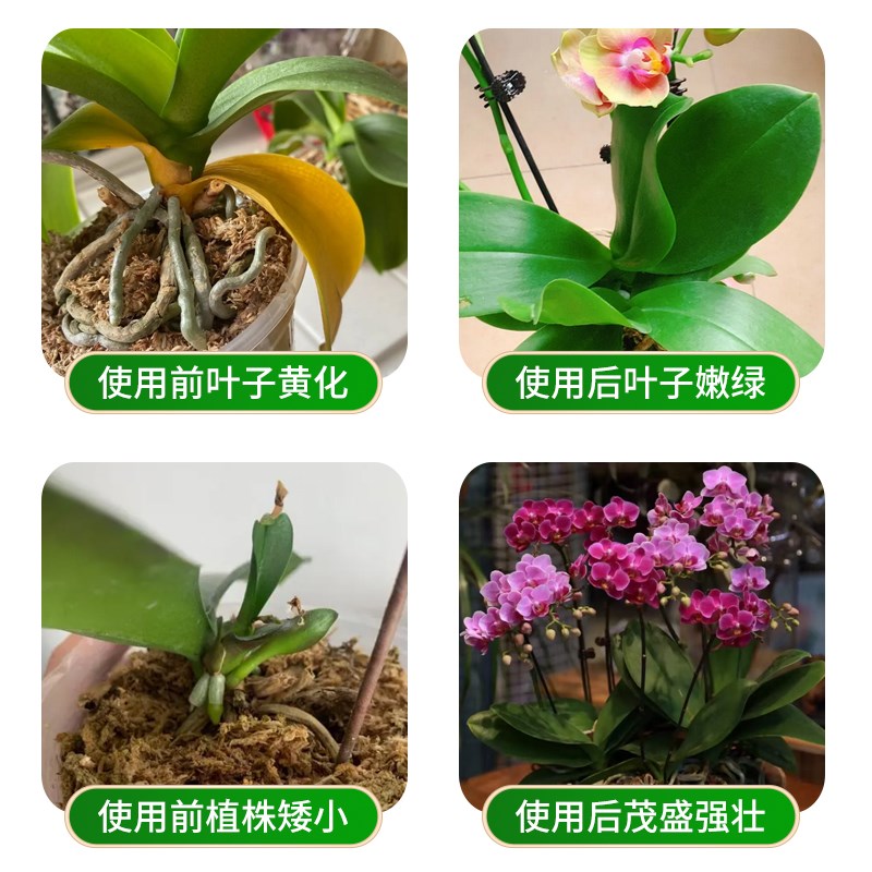 蝴蝶兰专用肥室内家用花肥复合肥蝴蝶兰盆栽植物通用型叶面水溶肥