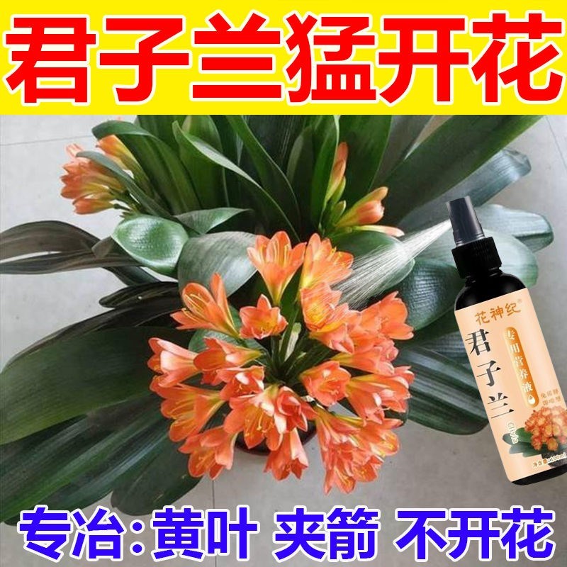 君子兰专用肥植物营养液兰花有机肥料兰科花卉盆栽促开花催花通用