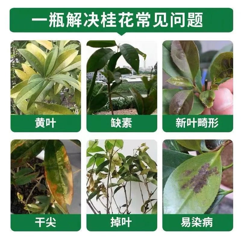 桂花树枯叶干尖枯叶病黄叶焦叶肥料专用肥药营养液黄尖药叶子焦尖