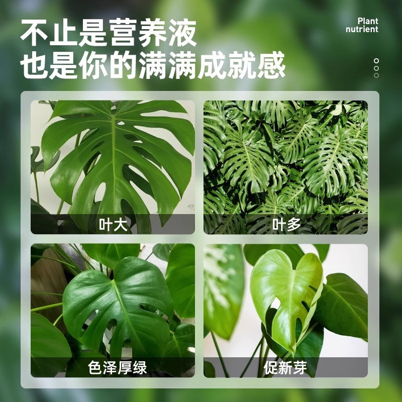 龟背竹肥料专用营养液肥专用水培植物液体肥养花花肥家用盆栽通用