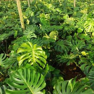 客厅高大绿植大叶水培龟背竹室内适合懒人观叶类电视柜旁边绿植