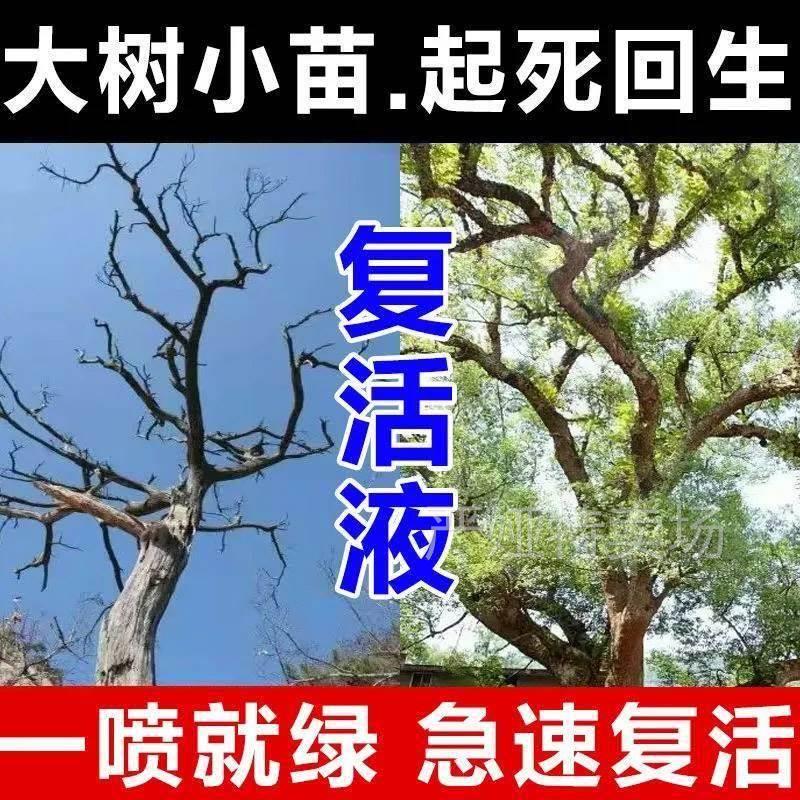 发财树复活液植物通用黄叶掉叶烂根营养液枯树再生专用植物活力素