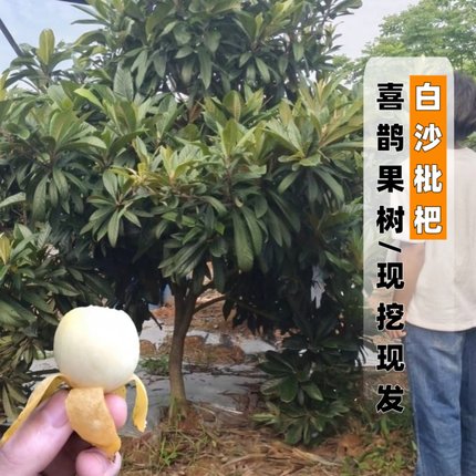 枇杷苗树白沙枇杷苗庭院地栽果树阳台盆栽果苗嫁接宁海白枇杷苗树
