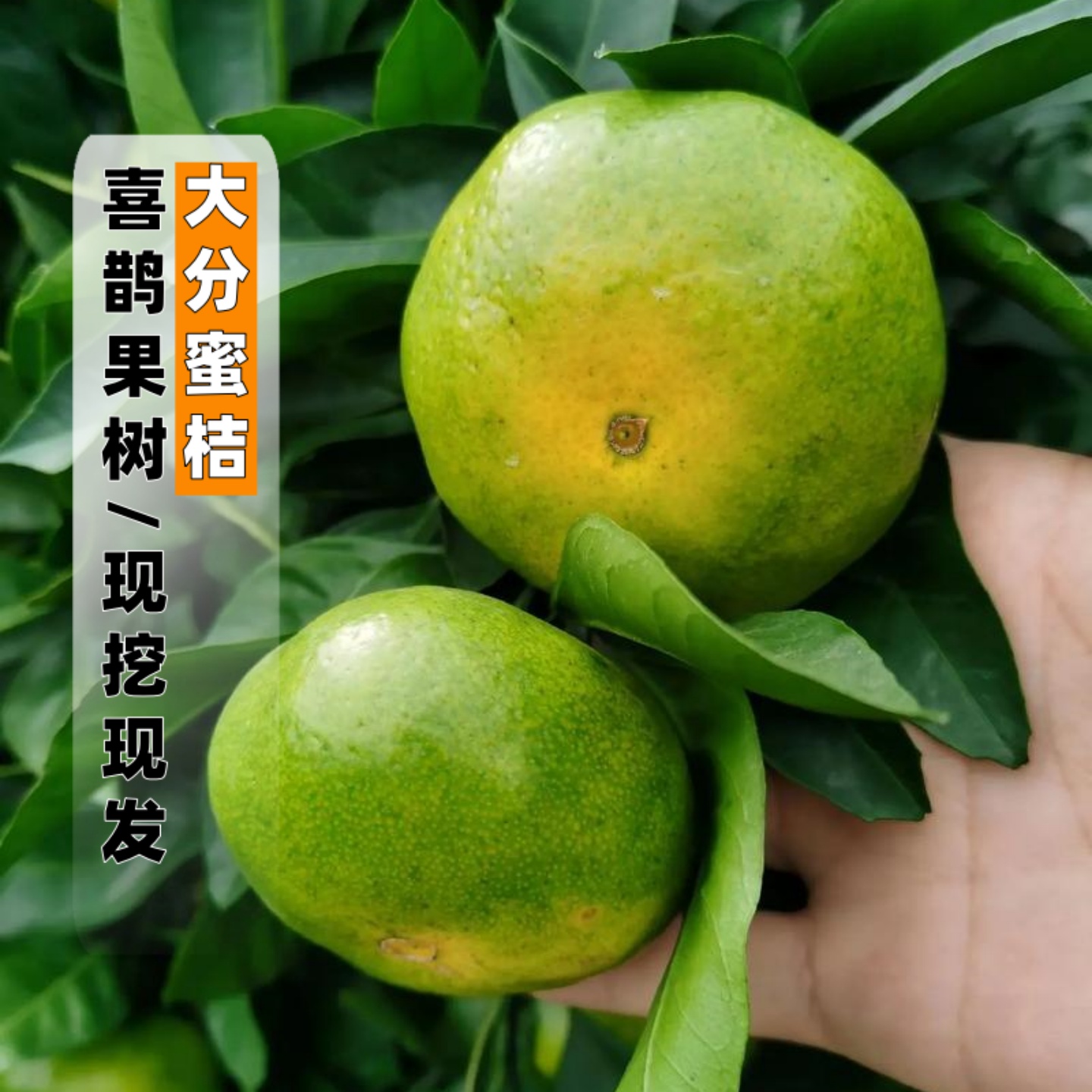 蜜桔树苗现挖现发好成活