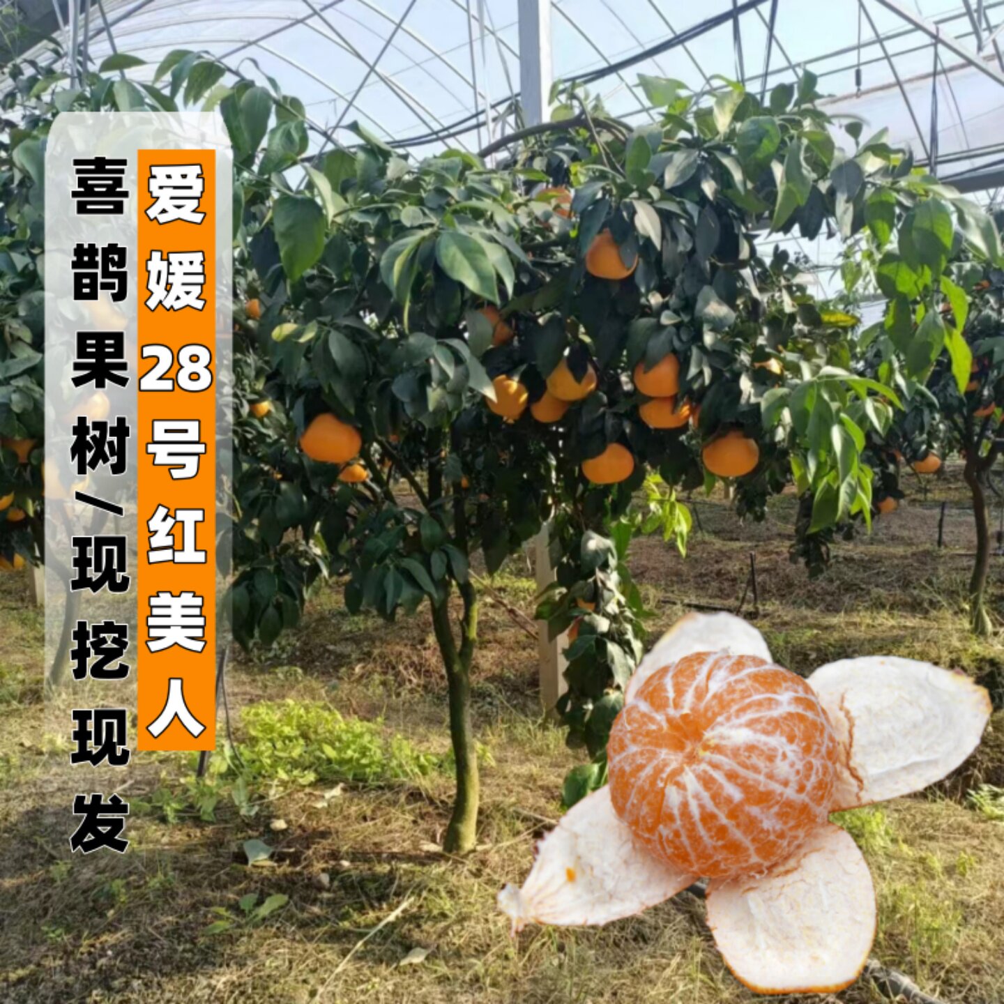 红美人树苗爱媛28号果冻橙树苗