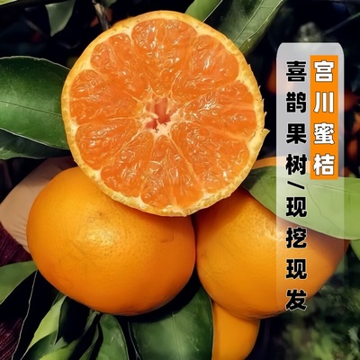 宫川蜜桔苗现挖现发带土带叶
