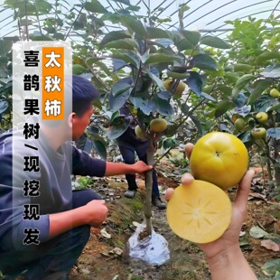 柿子树太秋甜柿树苗无核脆甜柿子树果苗嫁接苗日本太秋甜柿子果苗