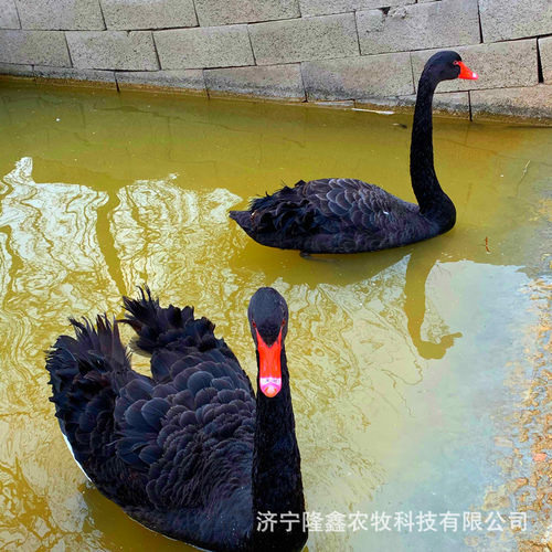 黑天鹅养殖场景区观赏黑天鹅多少钱一对批发黑天鹅苗价格受精蛋