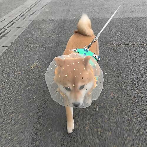 柴犬狗狗防误食头纱宠物头套