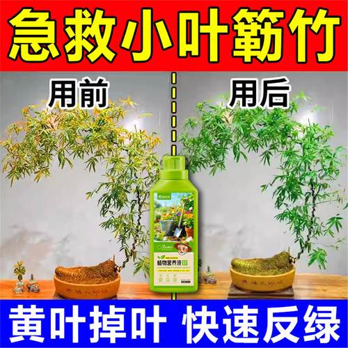 小叶簕竹专用肥篱黄烂根防
