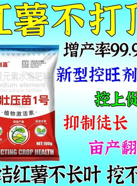 【红薯不打顶】化灵控旺只长红薯