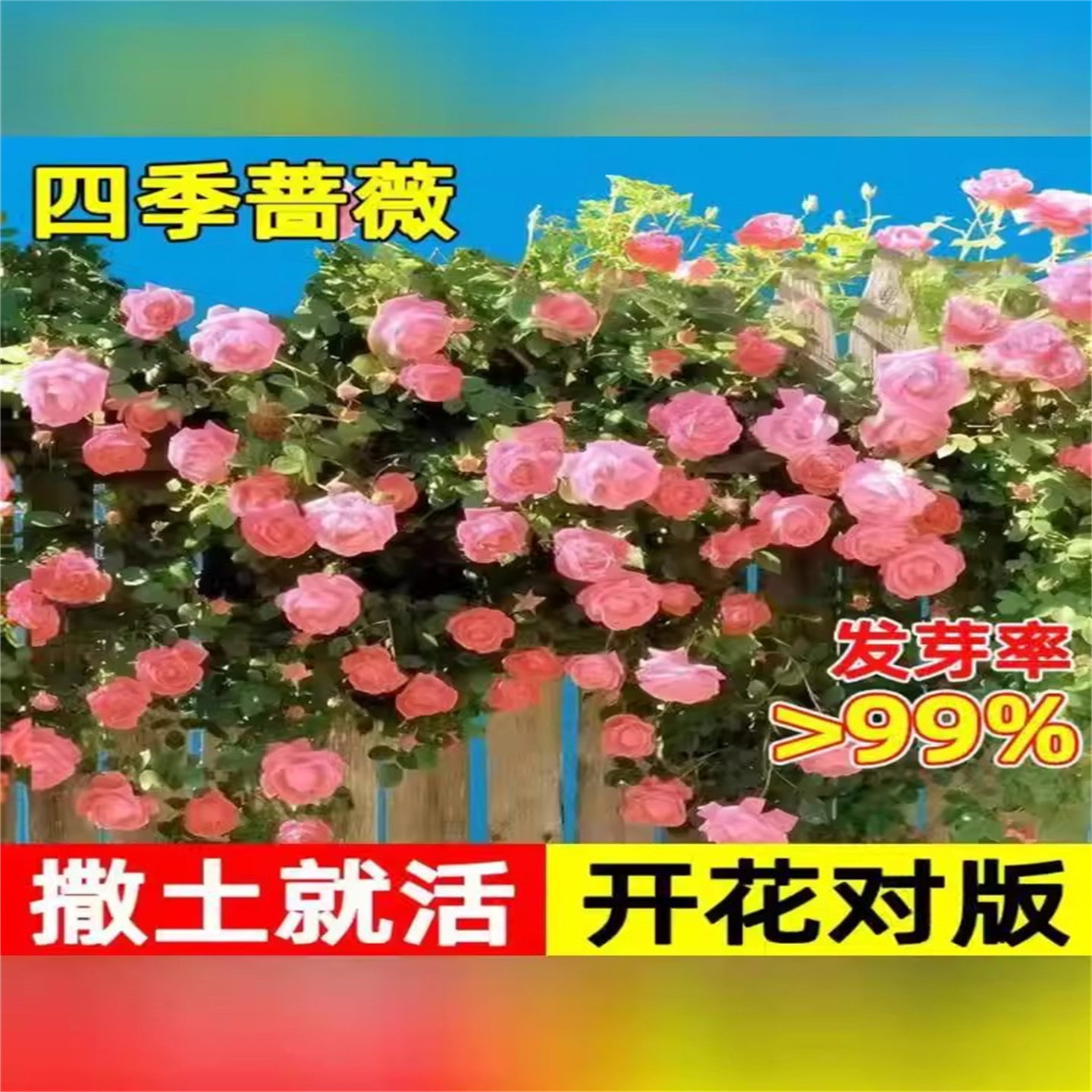 【无需牵引,直接爬墙】混色蔷薇