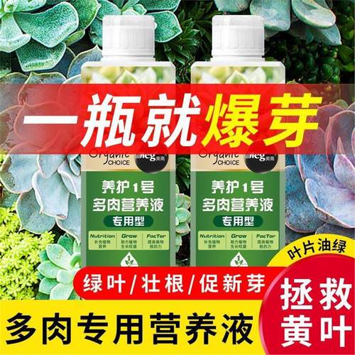 多肉营养液专用肥植物盆栽