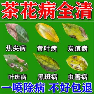 茶花专用营养液叶子发黄叶斑病专用药枯叶黑斑病炭疽病肥料营养液