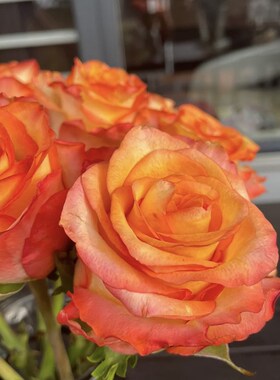 一加仑扦插中苗橙色切花娇颜