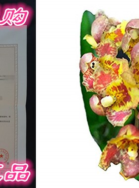 Orchid Insanity - Hwra Lava Burst Pacific Sunrise - Super Ea