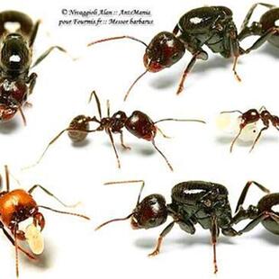 原生收获蚁 宠物蚂蚁爬宠城堡蚂蚁蚂蚁工坊蚁后蚂蚁巢教学科普