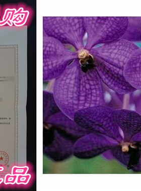 Strap Leaf Vanda Orchid Hawaiian Starter Plant - approx. 4 -